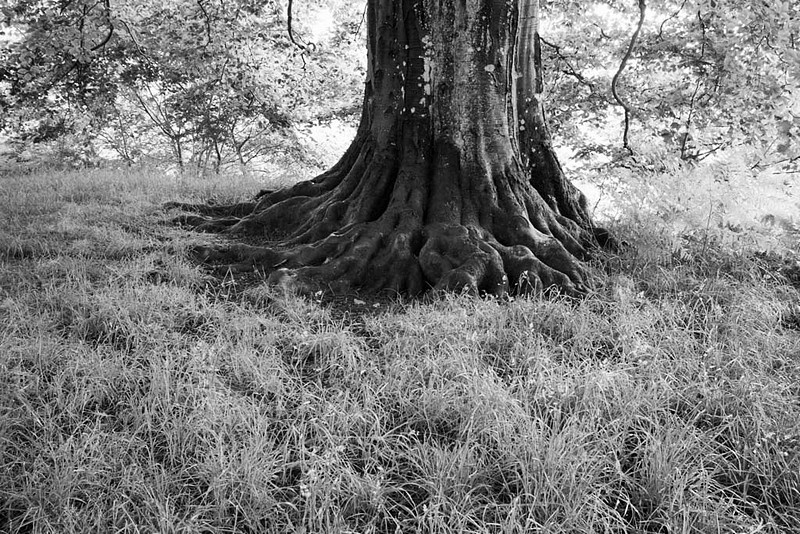 root